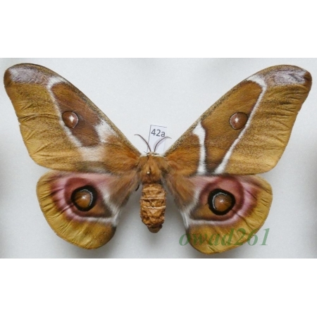 Antherina suraka (Boisduval, 1833) female ex. ovo Madagascar 104mm42a